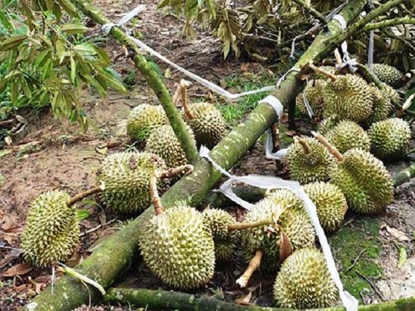 CS-Kinh nghiệm chăm sóc cây sầu riêng sau mưa bão tại Lâm Đồng