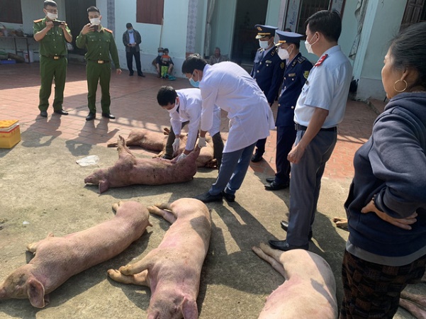Thu mua gần 1 tấn lợn chết mắc tả lợn châu Phi về bán kiếm lời